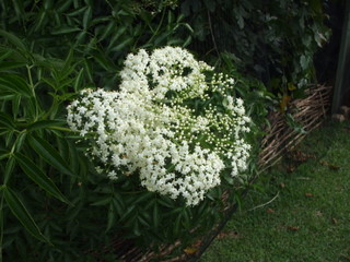 Elderflowers