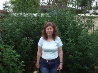 Fat Hen Bush in Veggie Patch (With Linda to show scale)