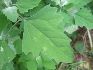 Fat Hen Leaf