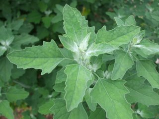 Terminal leaves