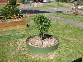 A Dwarf Nectarine Works Well!