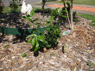A house is not a home without a (dwarf) lemon tree