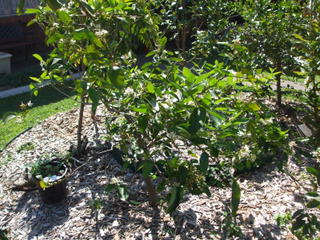 Citrus are easy to grow and lime fruit is nice