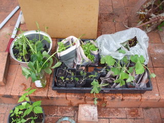 Seedlings 