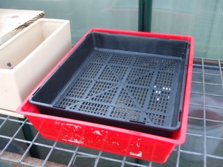 Seedling flat sitting in the kitty litter tray Seedling flat sitting in the kitty litter tray