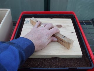 Growing medium added and being tamped down Growing medium added and being tamped down