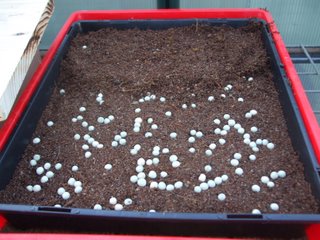 Seedling flat sown (too thinly) with blue boiler pea seeds Seedling flat sown (too thinly) with blue boiler pea seeds