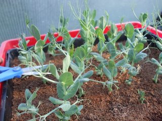 Harvesting the peas with scissors Harvesting the peas with scissors