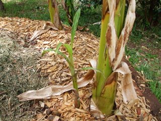 Sucker as it is, growing from the base of the mother banana