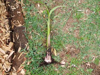 Sucker removed and ready to replant