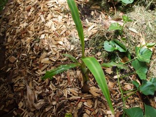 Sucker replanted and happily growing!