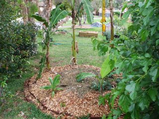 The banana circle spring 2010