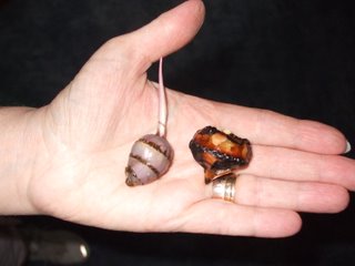 Edible tubers - Arrow (L) Water Chestnut (R) Edible tubers - Arrow (L) Water Chestnut (R)